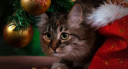 Gato en árbol de navidad, ilustra nota sobre trucos baratos para que su gato no dañe los adornos navideños.