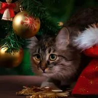 Gato en árbol de navidad, ilustra nota sobre trucos baratos para que su gato no dañe los adornos navideños.