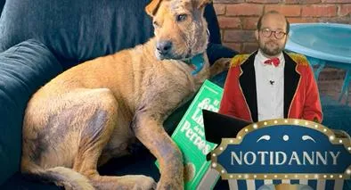 Serafín, el perro de Daniel Samper Ospina