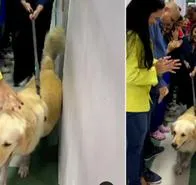 Un valiente Golden Retriver fue homenajeado por el personal médico después de sobrevivir a un impacto de bala y 3 cirugías en Brasil.