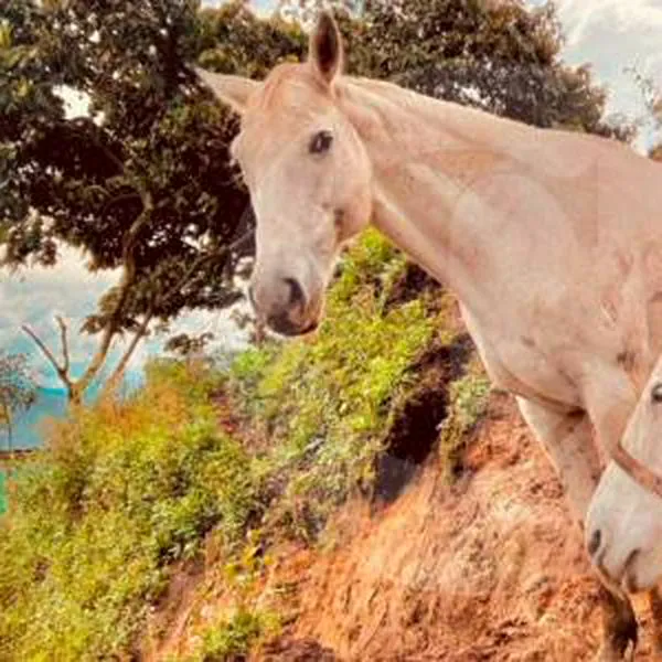 Delincuentes se metieron a una finca de Caldas y se robaron dos caballos adoptados