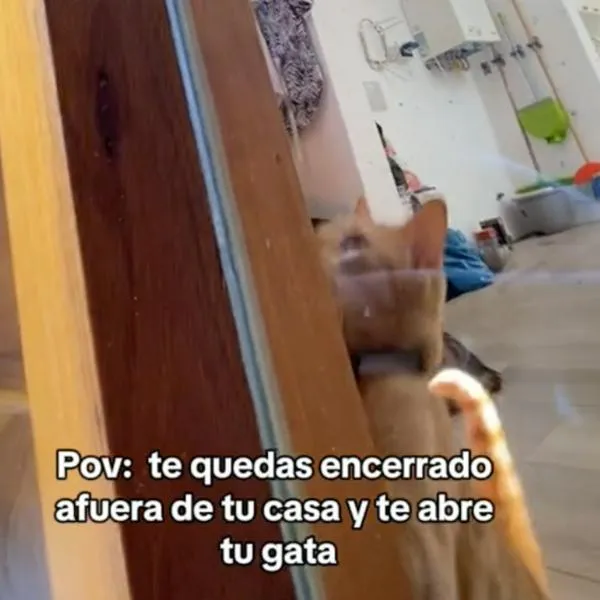 Gato de video viral que abre puerta.