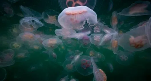 image_desktop