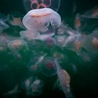 Avispa de mar es considerado uno de los animales más letales del mundo por su veneno