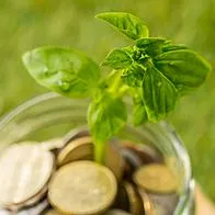 Planta billete: qué es, qué propiedades tiene y en qué parte de casa de ubica