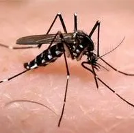 El Valle del Cauca supera los 16 mil casos de dengue