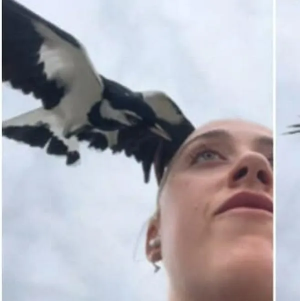 ¡Se salvó! Un pájaro casi le arranca el ojo mientras caminaba, en Australia