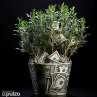 Esta planta se distingue por sus hojas delgadas de tono verde intenso, atrayendo prosperidad, logros y energías positivas para este nuevo año.