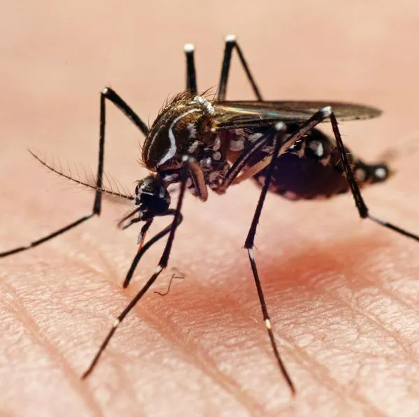 Confirman segundo fallecimiento por dengue en Ibagué.
