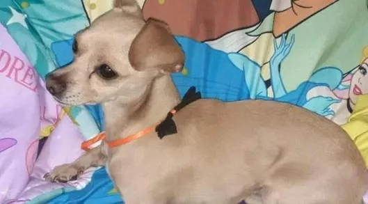 perro pincher perdido en la localidad Rafael Uribe.