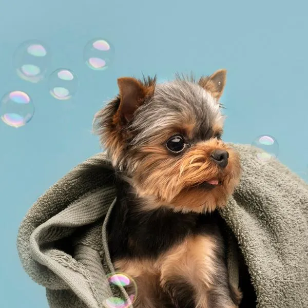 Perro cachorro con toalla de baño y burbujas de jabón a su lado.