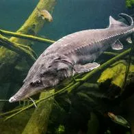 Pescado más caro del mundo, esturión beluga, ¿cuánto cuesta en pesos colombianos?