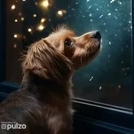 Cinco perros se perdieron en Cali por la pólvora que se lanzó en la laborada.