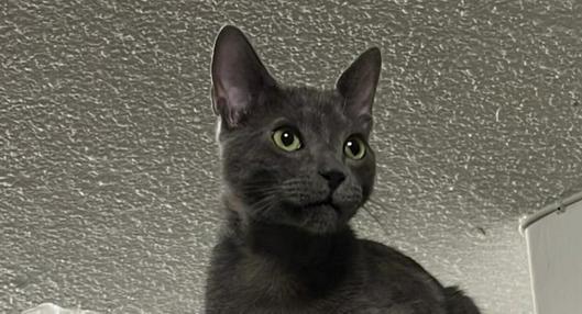 Gato de color gris completamente llamado Franklin que se perdió en Medellín.