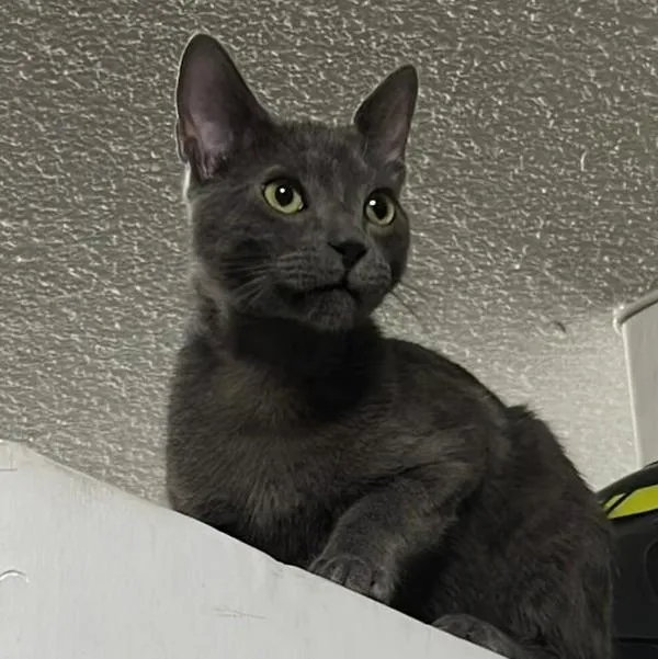 Gato de color gris completamente llamado Franklin que se perdió en Medellín.