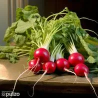 El rábano es usado en muchas preparaciones por sus diferentes características y versatilidad en la cocina. Conozca cuáles son sus beneficios y propiedades.