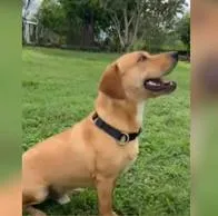 Killer, el perro que sobrevivió a un atentado en el Timbo, Cauca, el pasado mes de septiembre, sobrevivió y ya se encuentra totalmente recuperado.