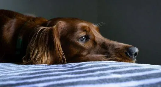 Enfermedad desconocida estaría afectando a perros en EE. UU, pero no hay que alarmarse