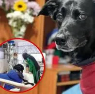 Mujer en coma despertó tras visita de su perro, que murió días después en Bogotá