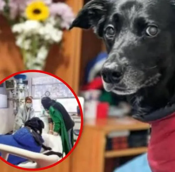 Mujer en coma despertó tras visita de su perro, que murió días después en Bogotá