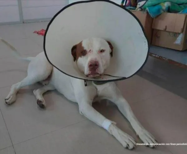 Seis meses de cárcel para hombre que atacó a un perro con unas tijeras