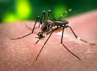 Preocupación en La Gabarra por aumento de paludismo y dengue