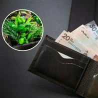 Planta que debe meter en su billetera para atraer dinero: cuál es y dónde irá