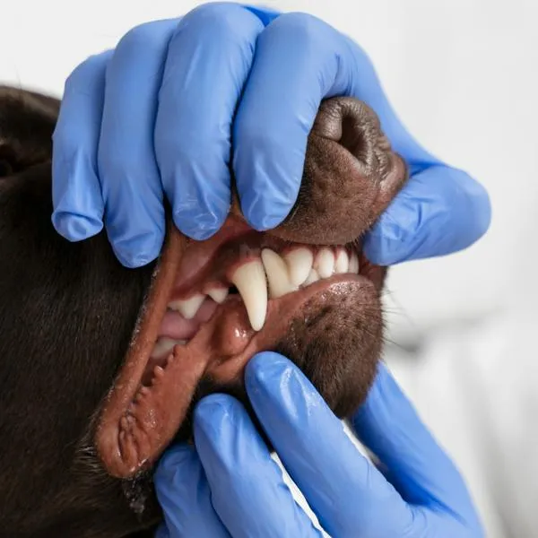 Perro siendo atendido por veterinario en sus dientes.