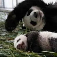 ¡El nuevo guerrero dragón! Nace oso panda en Zoológico de Rusia