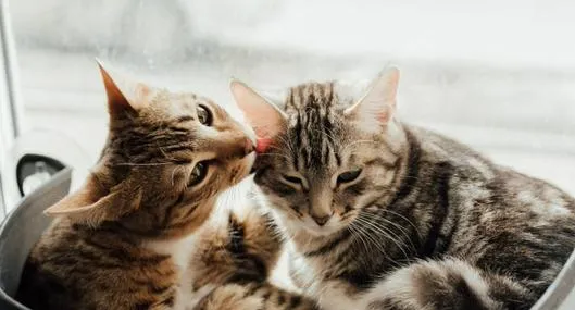 Las razas de gato que tienen experiencias positivas con humanos y otros animales durante sus primeras semanas de vida tienden a ser más sociables y afectuosos. 
