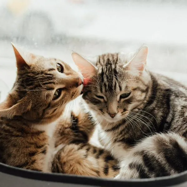 Las razas de gato que tienen experiencias positivas con humanos y otros animales durante sus primeras semanas de vida tienden a ser más sociables y afectuosos. 