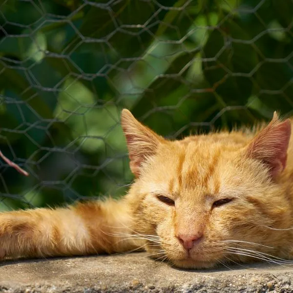 Gato amarillo recostado con los ojos cerrados.