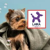 Foto de un perro y logo de la marca Laika