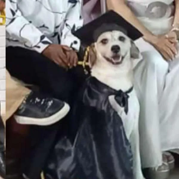 Historia de Mona, mascota viral en redes sociales por graduarse con estudiantes de colegio de Armenia