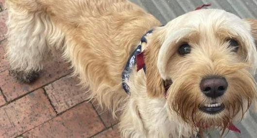 Dobi perro desaparecido en el barrio Kennedy en Bogotá