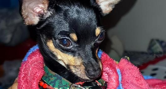 Perro de raza pinscher llamado Tommy extraviado el dos de diciembre en Bogotá.