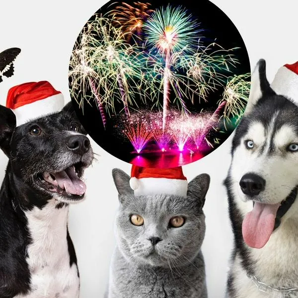 Perros y gatos en navidad a propósito de cómo protegerlos del ruido.