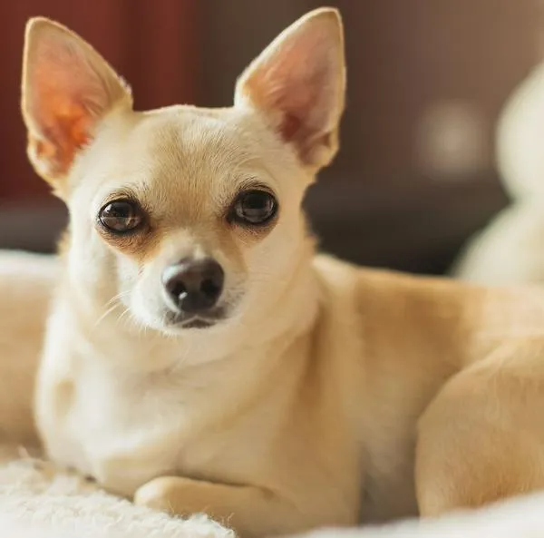 Cuántos años viven los perros chihuahuas, aproximadamente, qué cuidados tienen