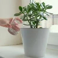 ¿Dónde colocar la planta de jade en un negocio? ‘Activará’ la prosperidad.