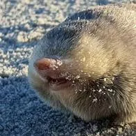 Así fue como encontraron extraño animal que se creía extinto en el planeta