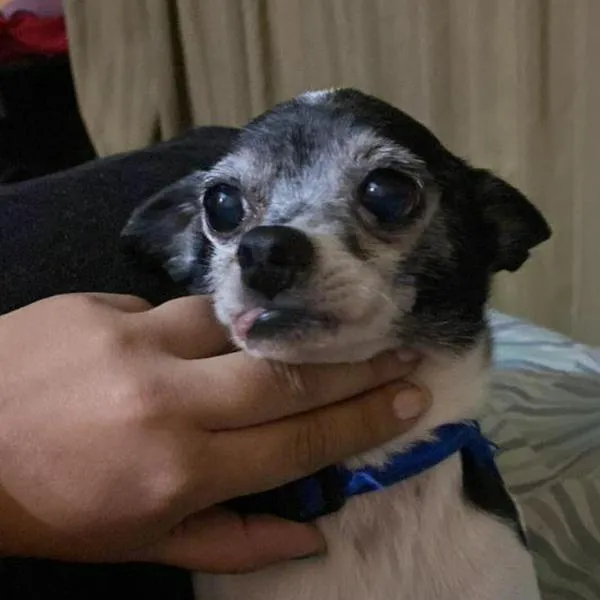 Foto de Tato perro perdido en la localidad de Ciudad Bolivar.
