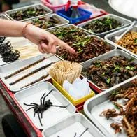 El mundo de los insectos podrían ser una alternativa alimentaria. Pequeños, sostenibles y llenos de nutrientes, serían la clave para una alimentación. 