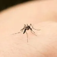 Alerta por confirmación de virus equino en humano en Panamá, en frontera con Colombia