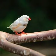 Estos son los ejercicios que hacen los pájaros para mantenerse atractivos
