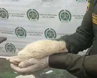 ¡De no creer! Hallaron un animal exótico en la cárcel de Bellavista en Bello; era usado como un <b>símbolo de estatus</b>