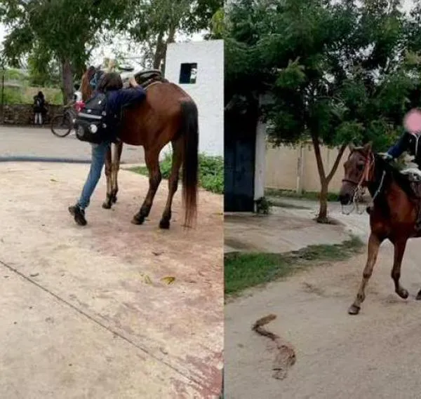 En TikTok se viralizó la historia de una adolescente que prefirió pedirle a sus padres un caballo, en vez de una fiesta de 15 años. Acá, los detalles.|