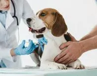 Este sábado habrá jornada de vacunación gratuita de perros y gatos en Valledupar