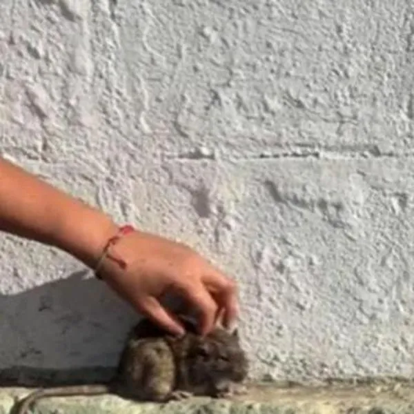 Joven acarició a una rata de la calle y ésta le respondió a su cariño 