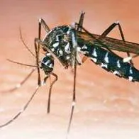 Ante aumento de casos de dengue en Armenia, Secretaría de Salud invita a prevenirlo tomando medidas en el hogar