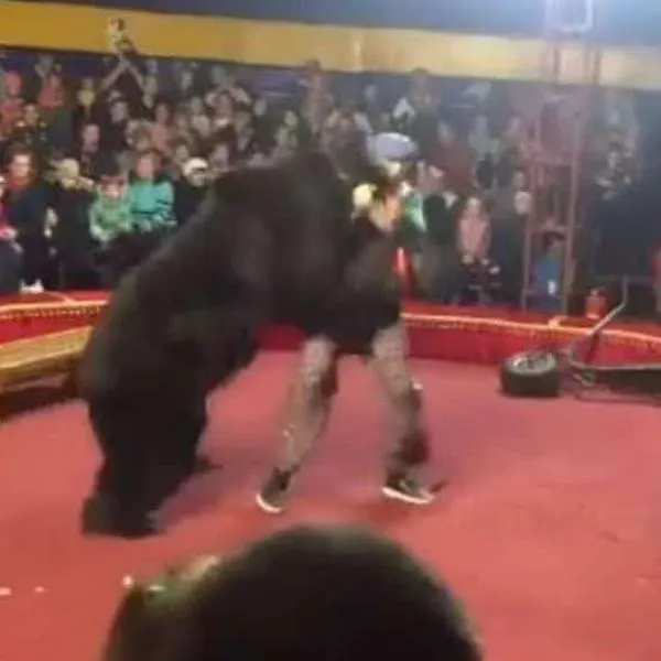 Momento exacto en el que un oso de circo ataca a su domador en pleno acto y lo deja gravemente herido